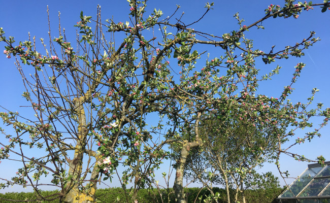 Opel Astra 1,4 Turbo 150hk 5-dørs Aut. CL30816