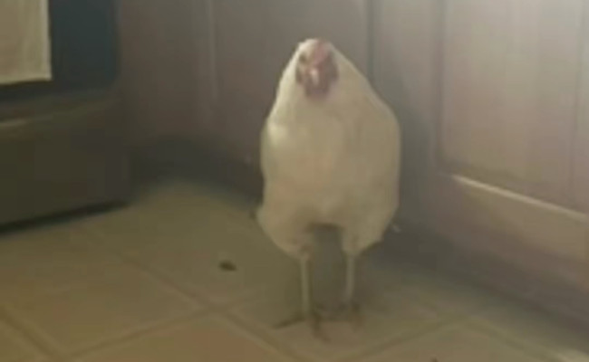 Skoda Octavia Rs 2,0 Tfsi EL93116